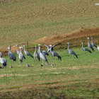 Blue Cranes Blue Cranes